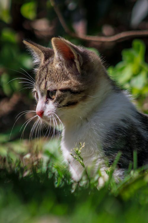 Close-up of a Kitten Sitting Outside 