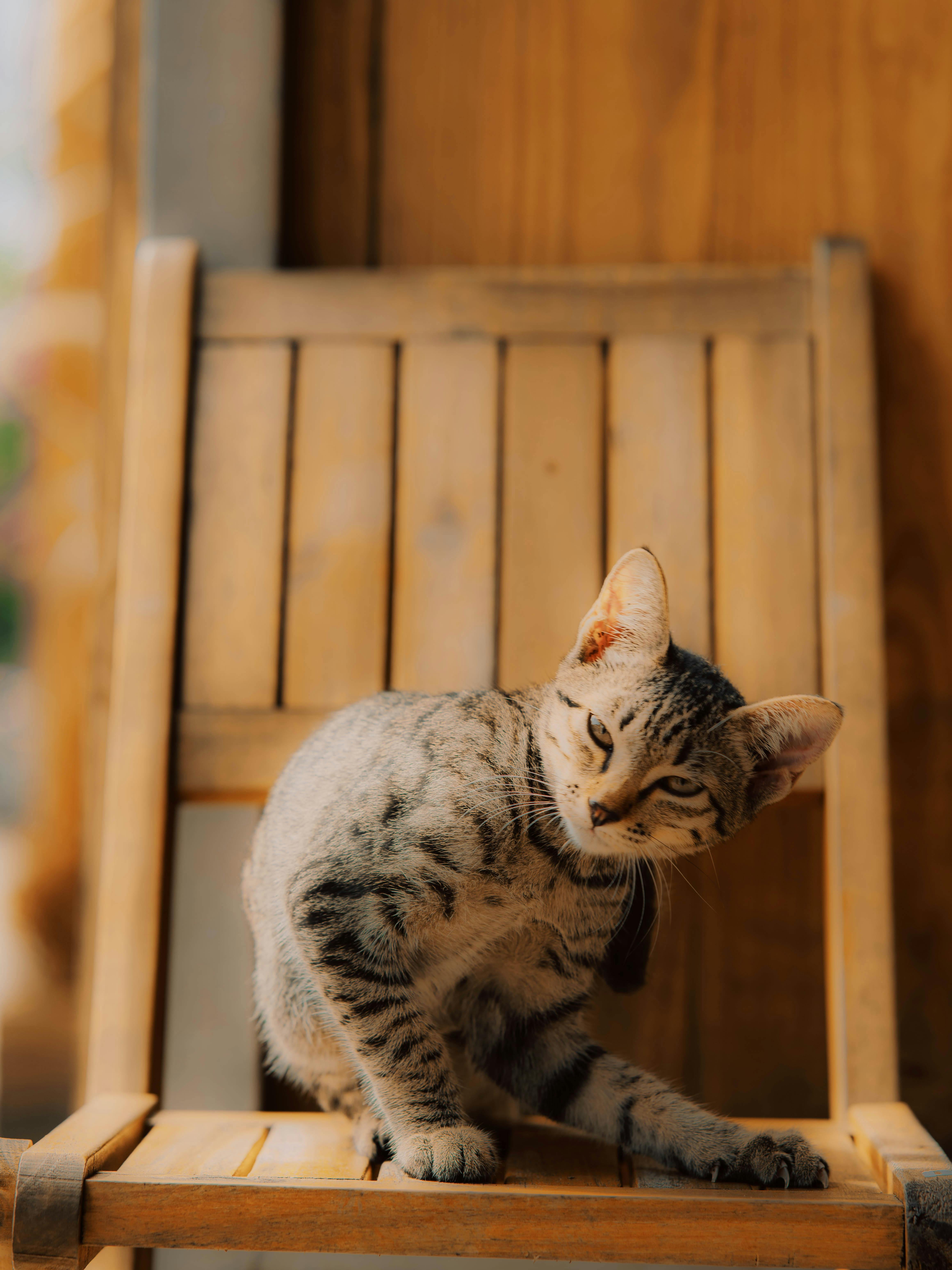 Cat jumping outlet over gate