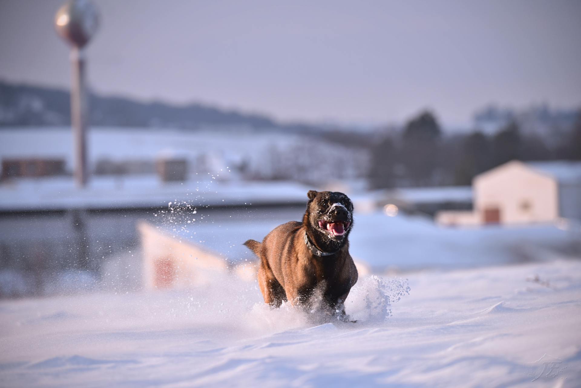 Belgisk malinois som springer på snö