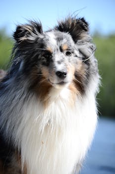 一只外表蓬松的美丽设得兰牧羊犬，在户外自然光下特写