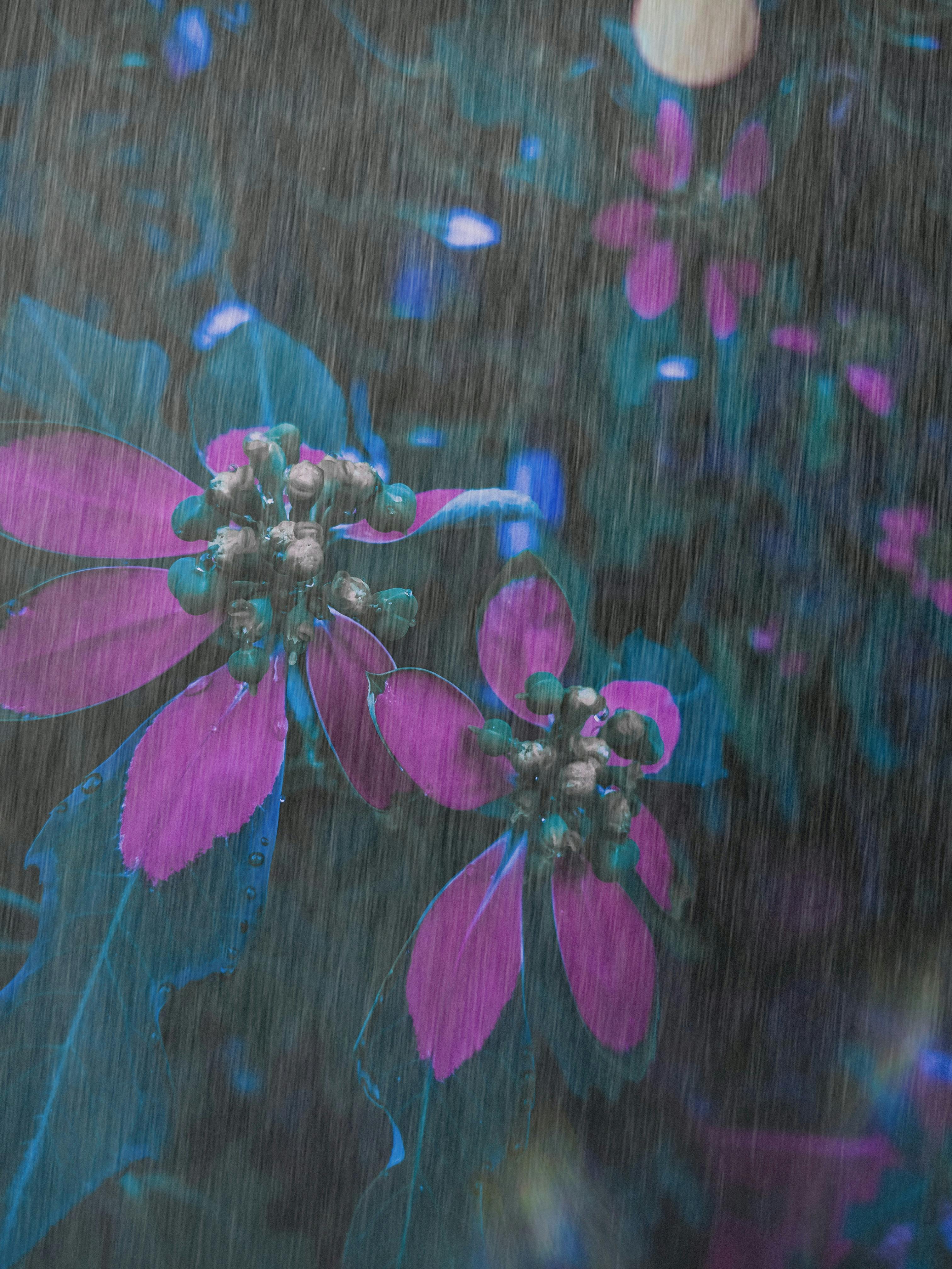 Free stock photo of after the rain, Flowers under the rain