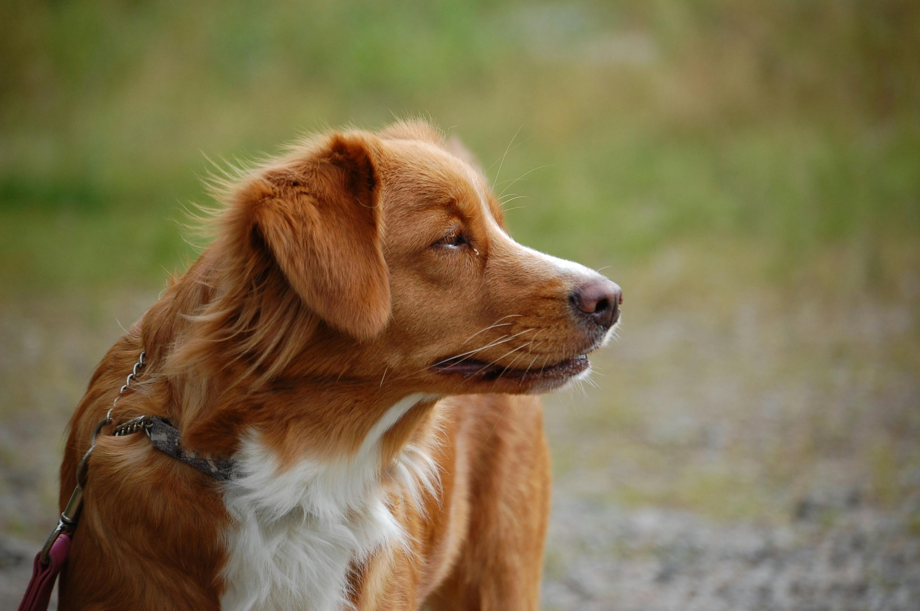 Free Stock Photo Of Dog Free Stock Photo Of Dog