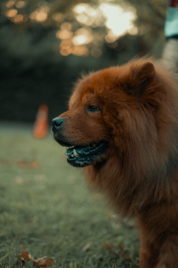 Head Of Chow Chow Dog