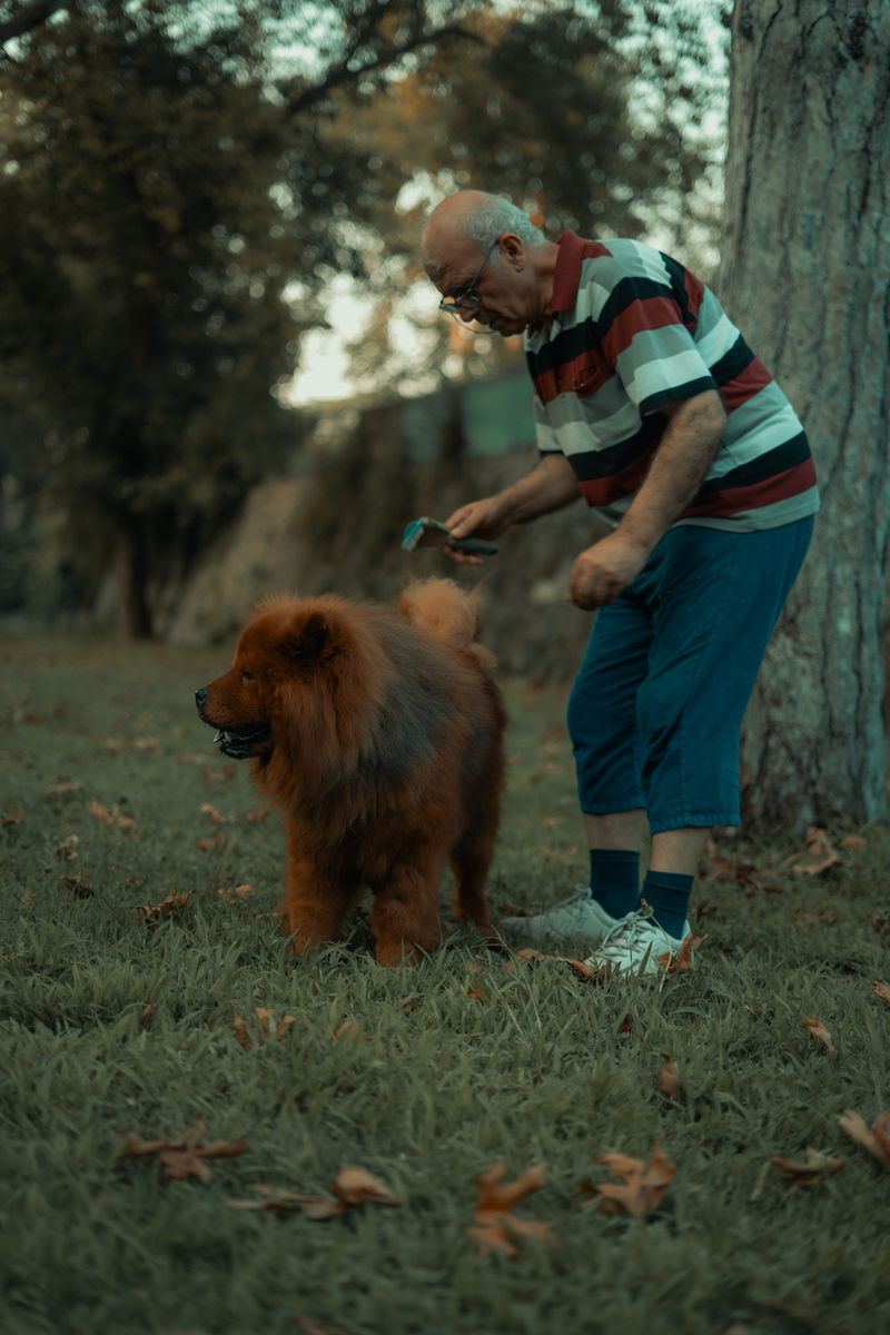 Parkta bir köpeği nazikçe fırçalayan bir sahip