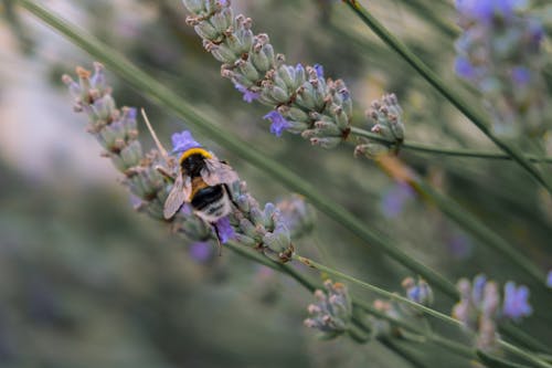 Gratis Fotos de stock gratuitas de abeja, abejorro, flor Foto de stock