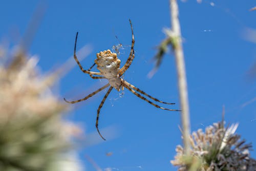 Argiope Lobata Spider on Web in Greece