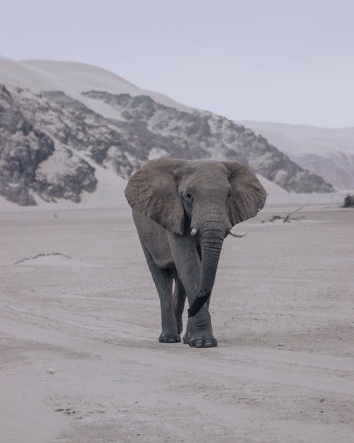 Elephant Walking in a Desert 