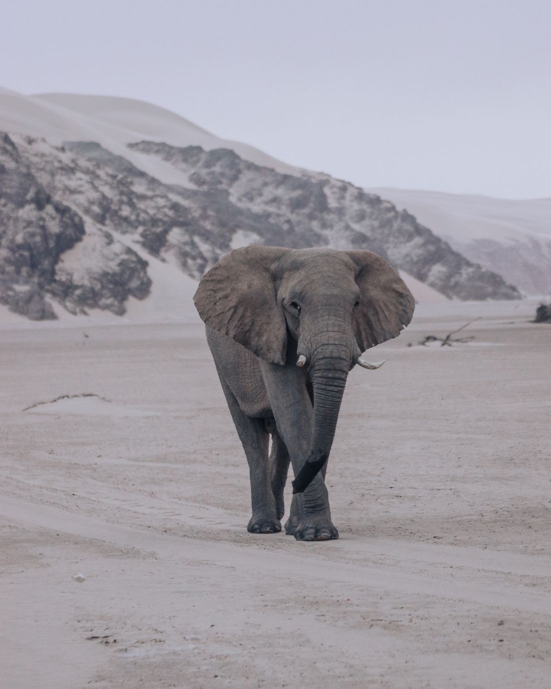 Elephant walking through Namibian desert wilderness