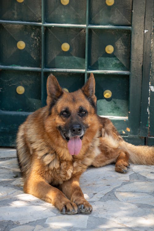 Dog Lying on a Pavement