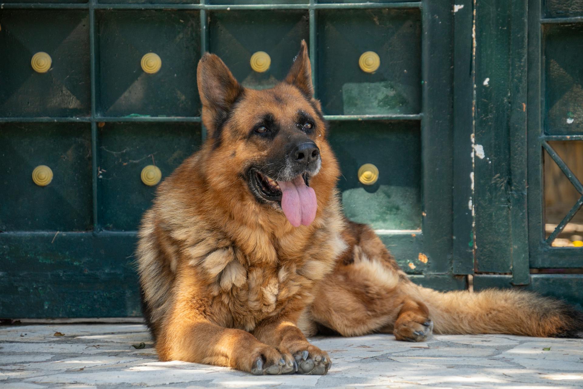 En schäferhund som ligger på marken med tungan utåt