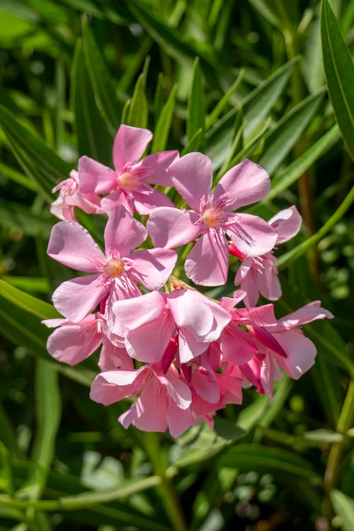 A Blooming Pink Oleander