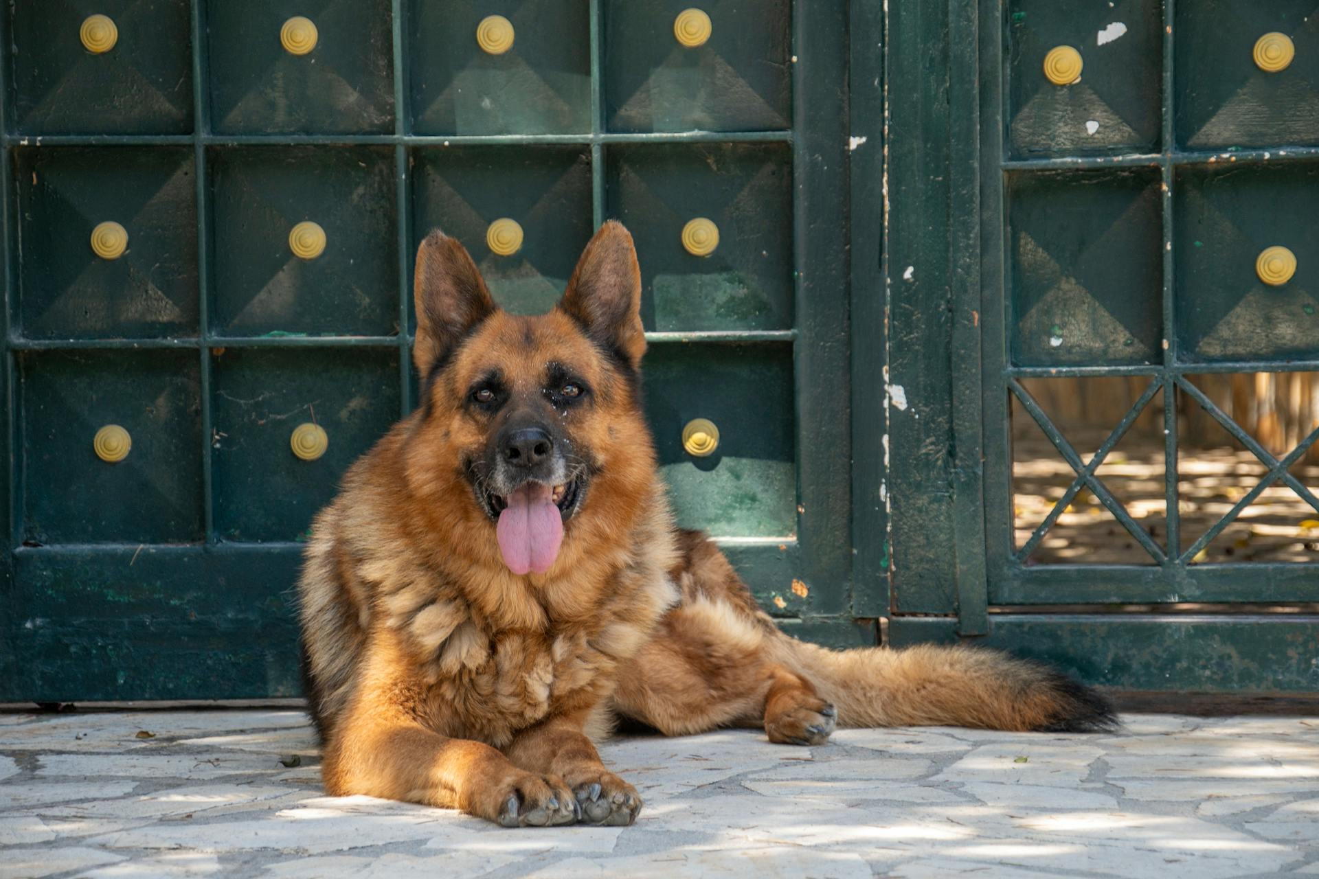 Un berger allemand allongé