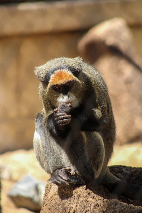 Foto d'estoc gratuïta de cercopithecus neglectus, de brazzas monkey, fotografia d'animals