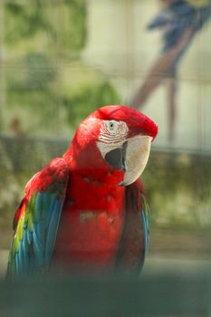 parrot photo