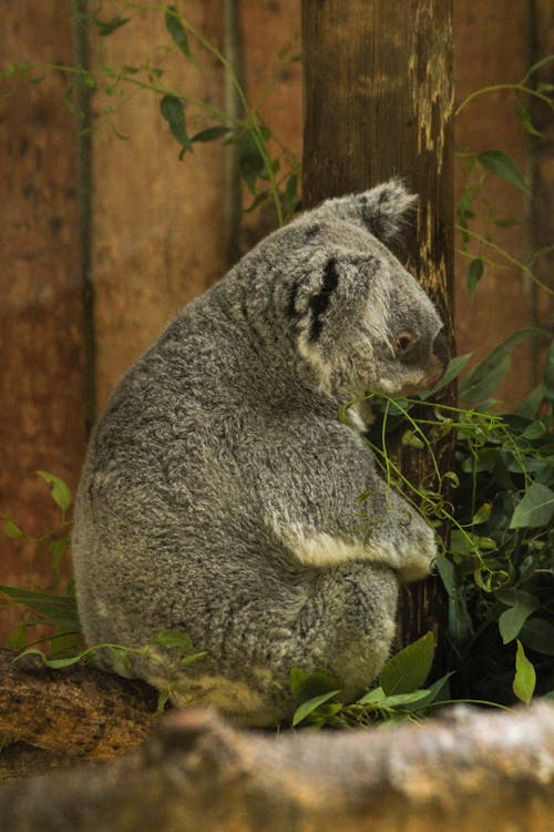 動物園, 動物攝影, 坐 的 免费素材图片