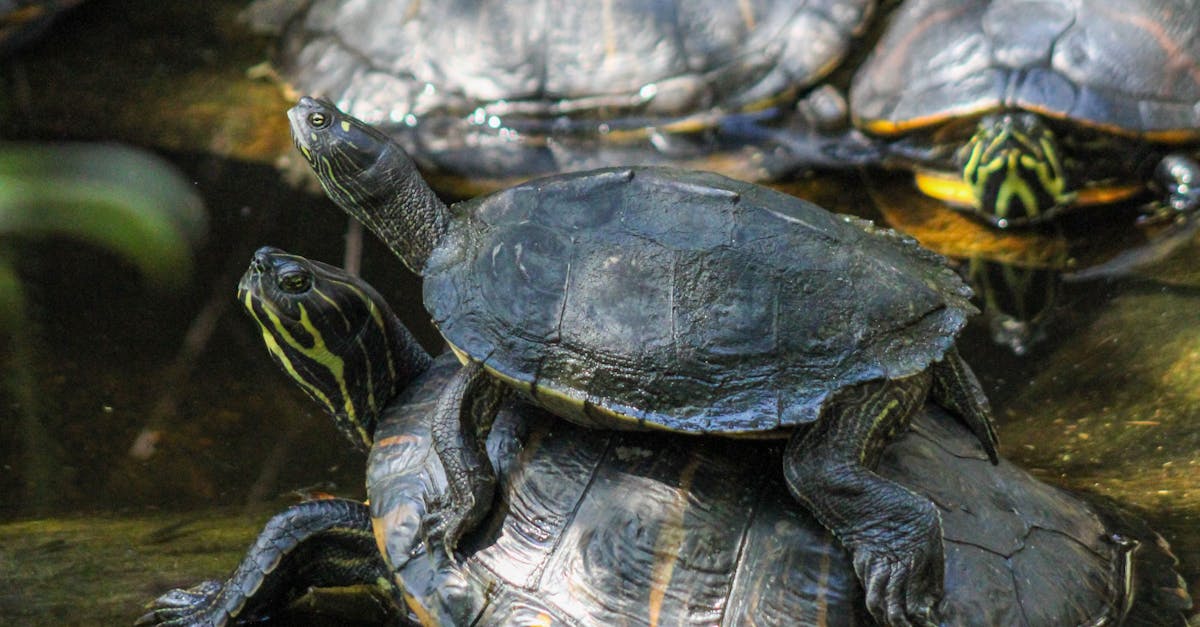 Four Turtles in the Water · Free Stock Photo