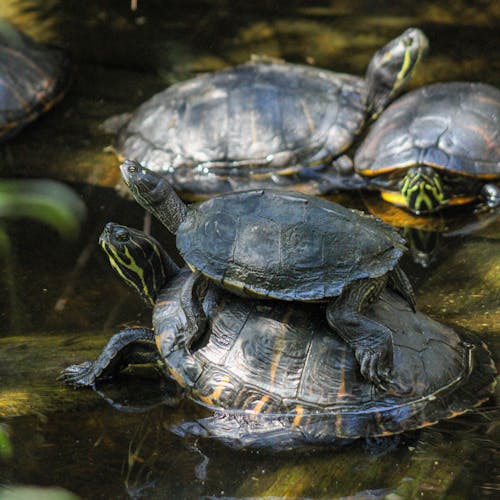 Free Four Turtles in the Water Stock Photo