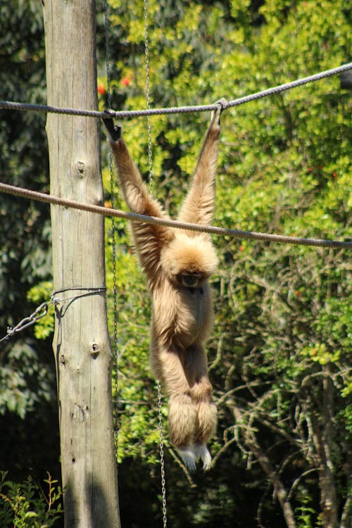 Free Monkey Hanging on Rope Stock Photo