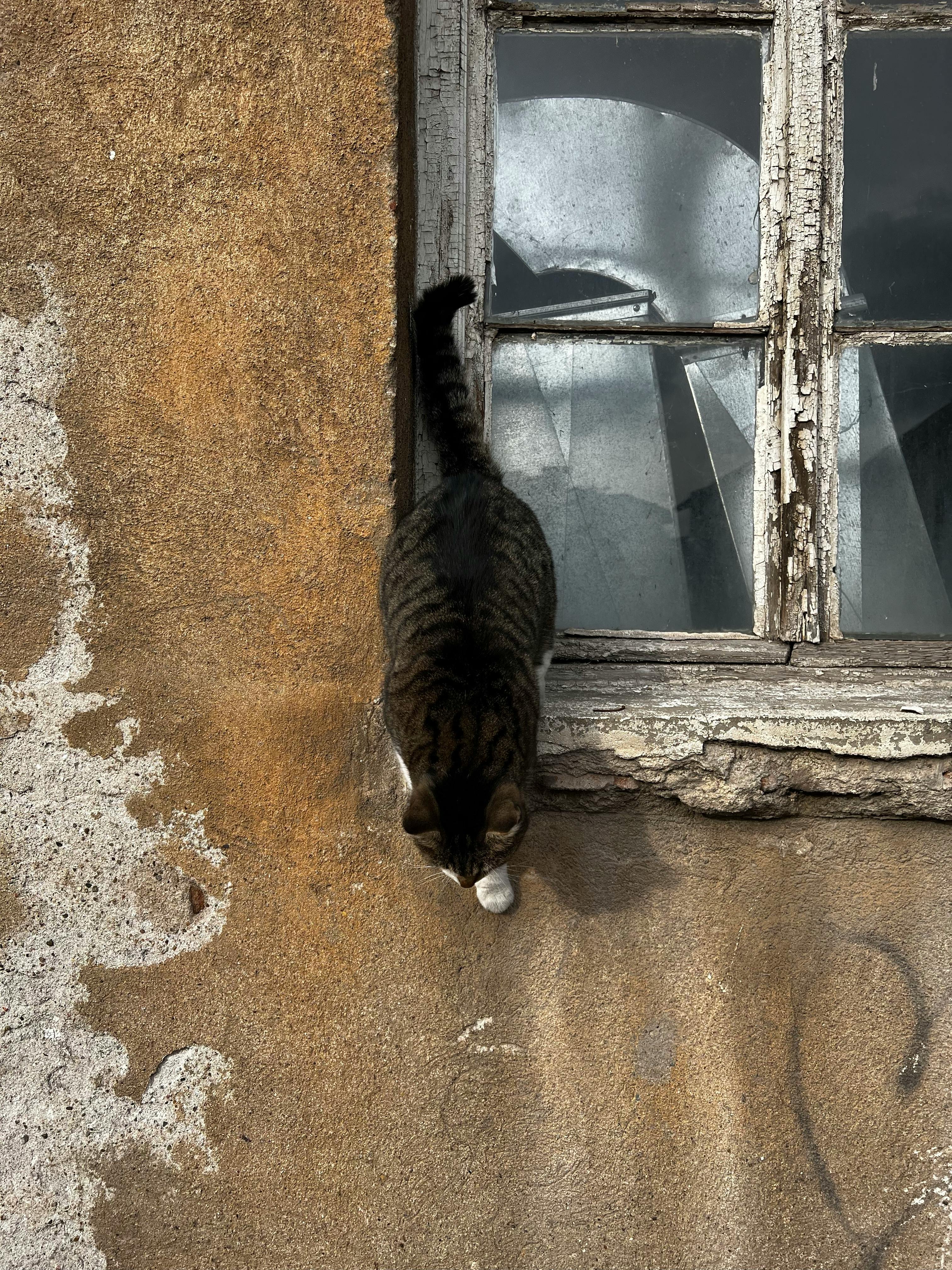 Cat Jumping Down from Windowsill · Free Stock Photo