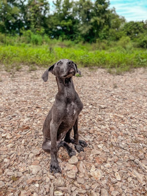 Gratis stockfoto met aarde, detailopname, dierenfotografie