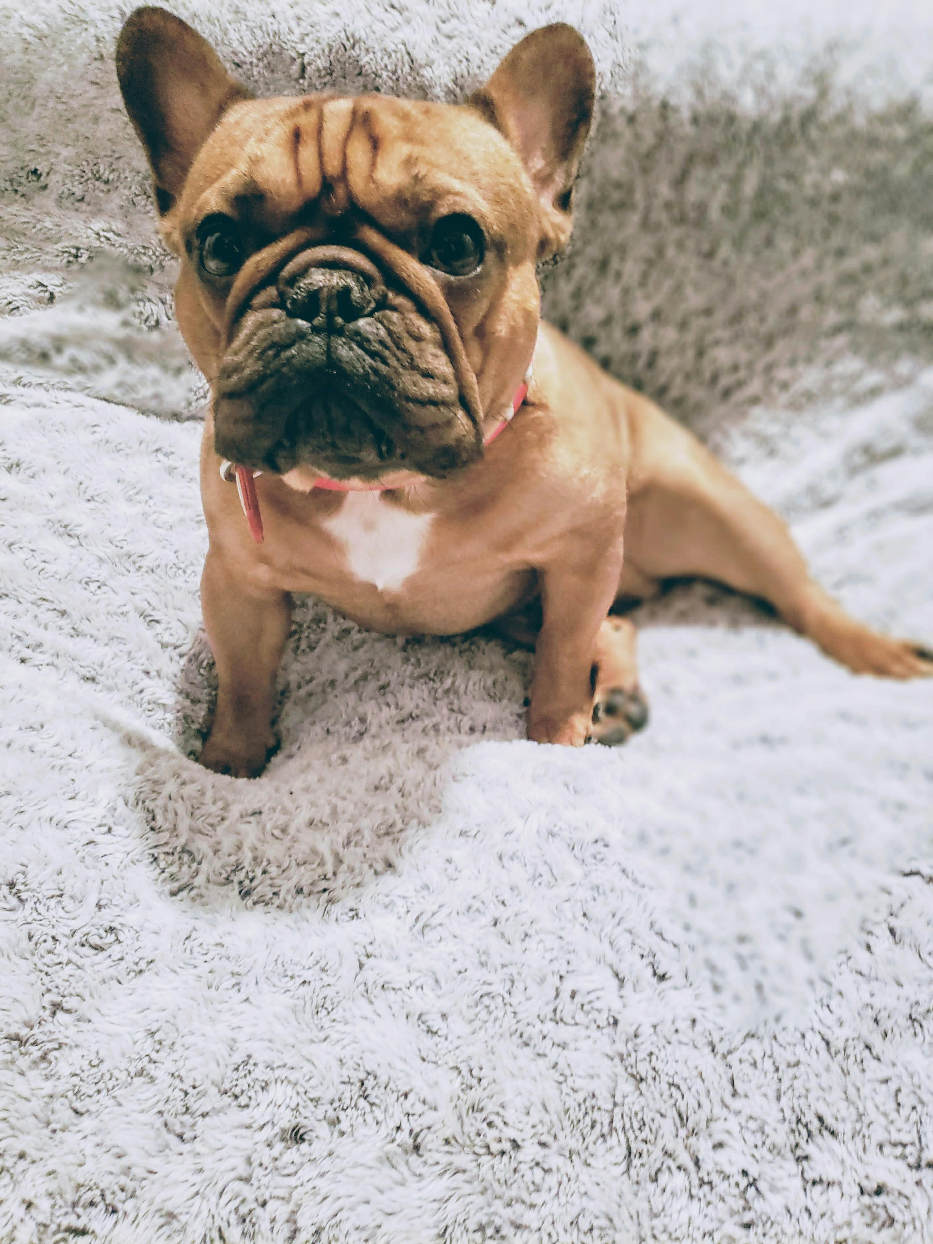 Free stock photo of Frenchies French Bull Dogs Puppies Dogs