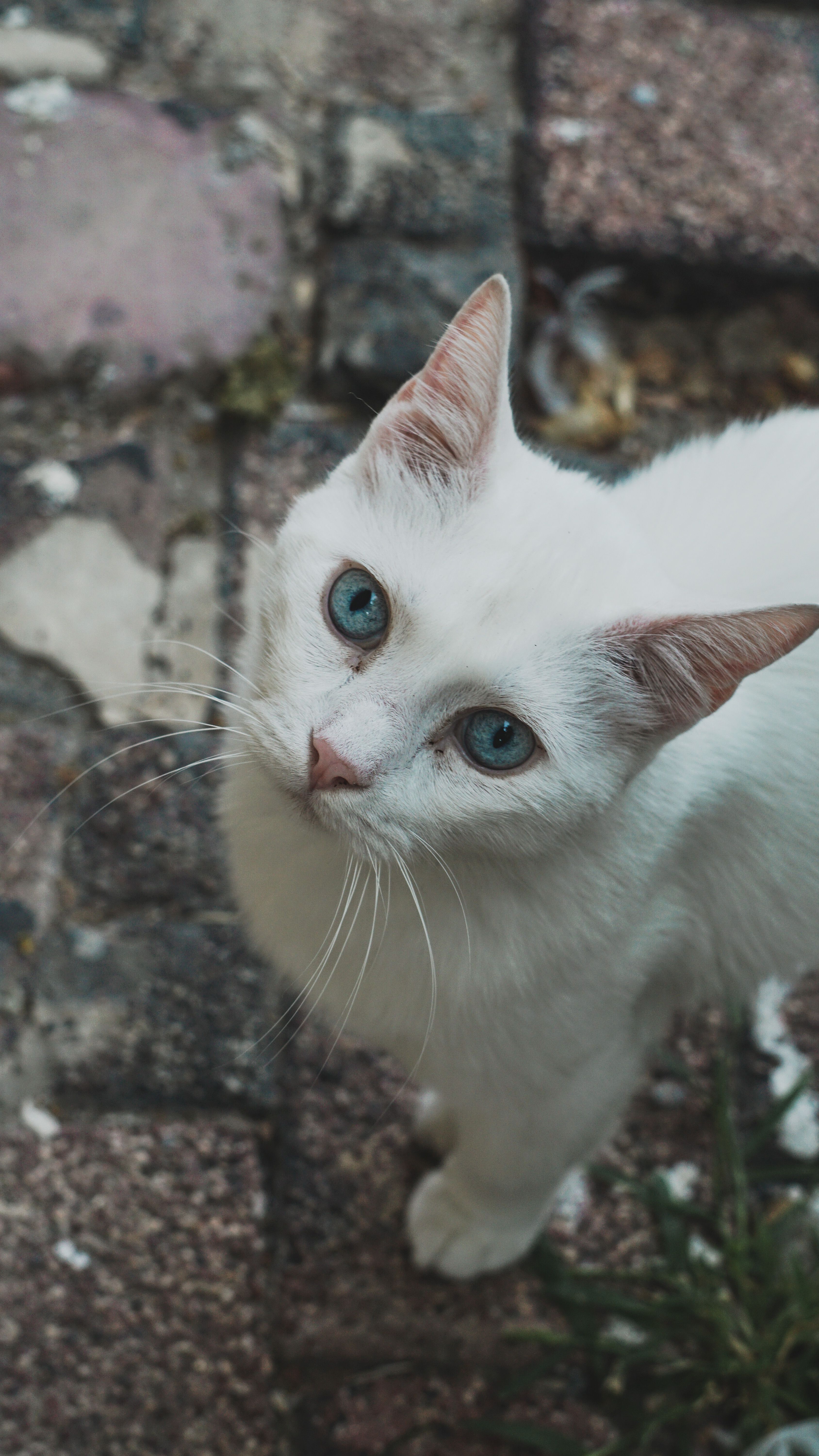 A white cat with blue eyes looking at the camera · Free Stock Photo