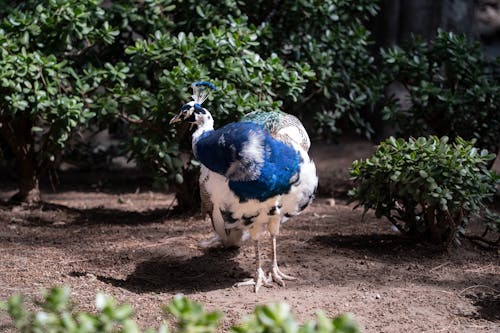 Immagine gratuita di castello lisbona, lisbon castle peacock, pavone