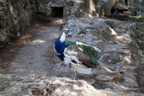 Immagine gratuita di castello lisbona, lisbon castle peacock, pavone