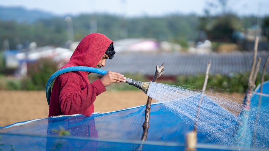 Young man in a red hoodie uses a hose to water plants on a farm in Pattipola, Sri Lanka.