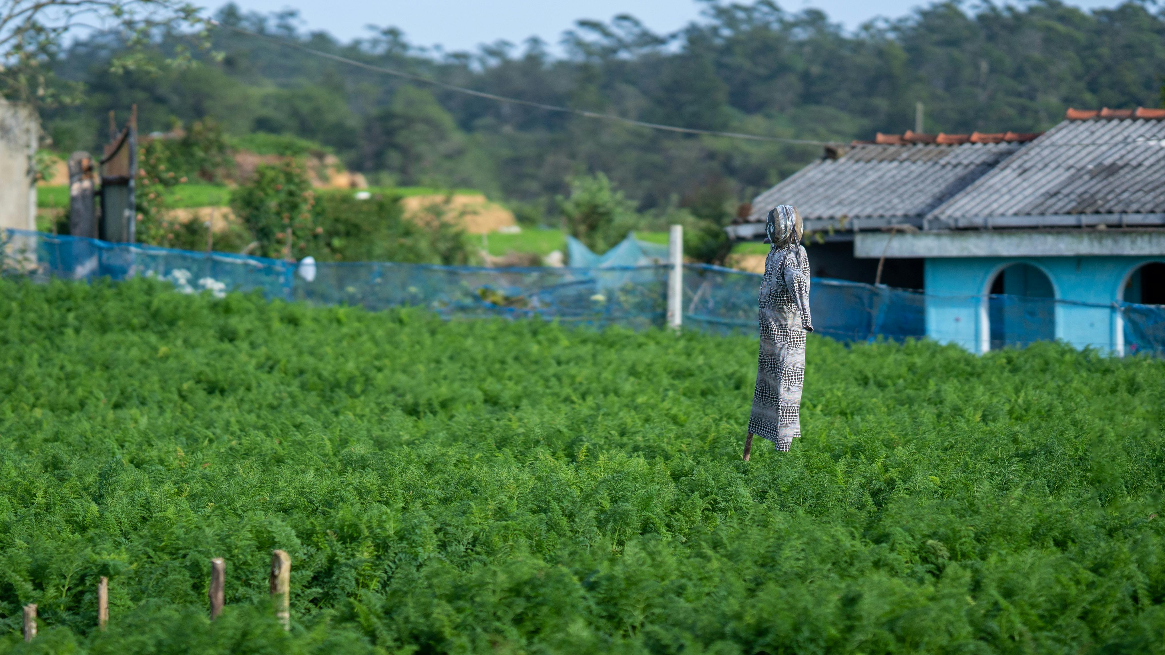 Sri Lanka Tea Plantation Photos, Download
