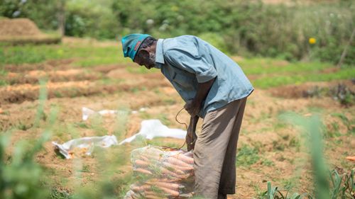 Free Elderly farmer collecting carrots in Pattipola, Sri Lanka, showcasing rural agriculture. Stock Photo