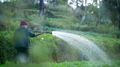 Man Watering a Vegetable Garden Using a Hose 