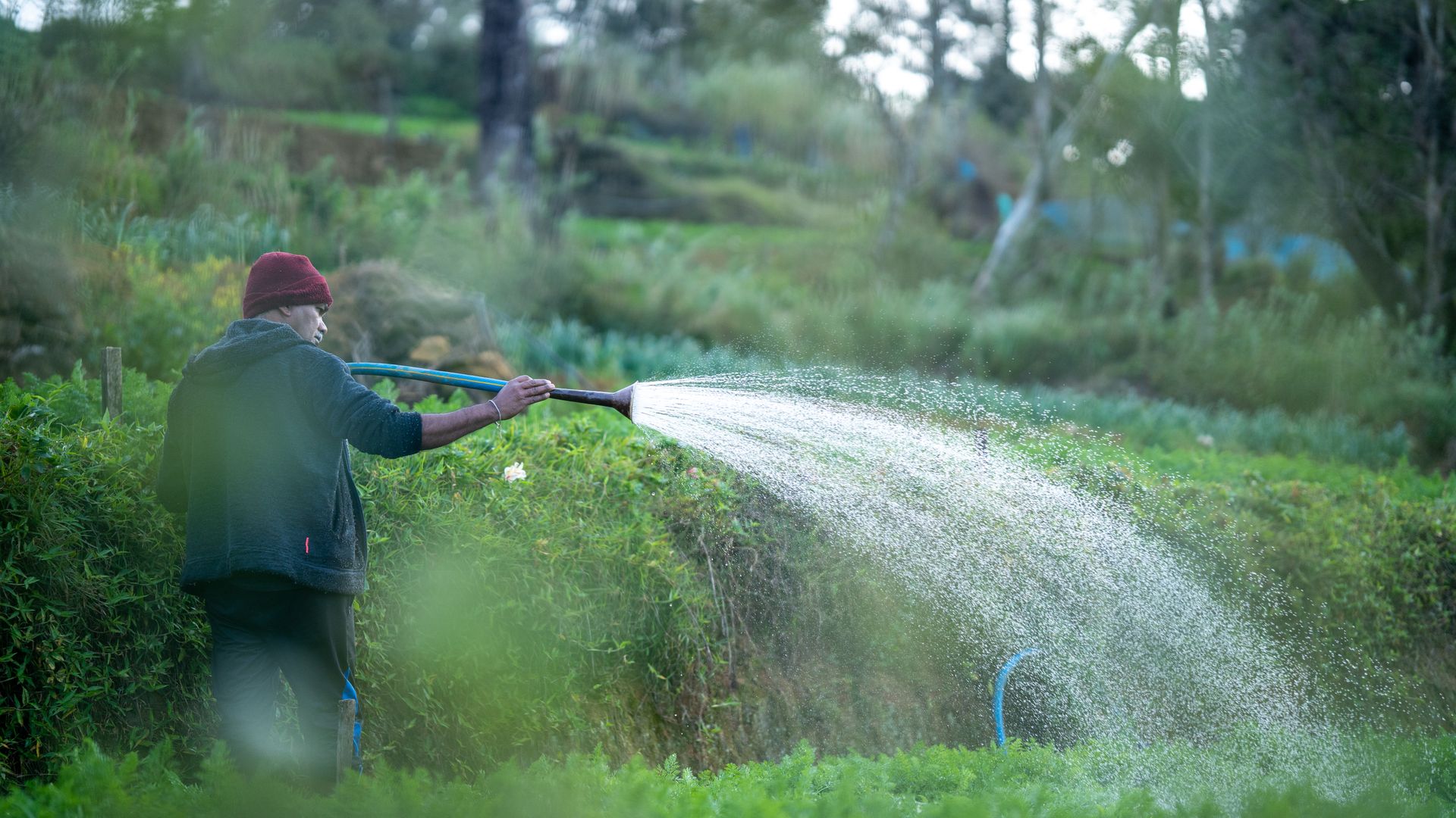 Man Watering a Vegetable Garden Using a Hose