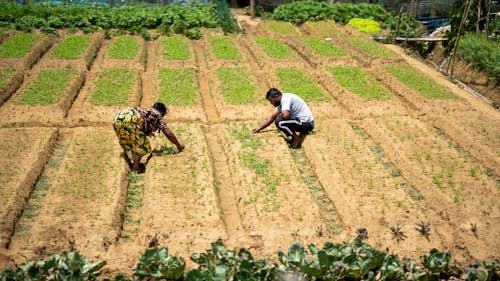 Foto stok gratis agrikultura, bekerja, berjongkok