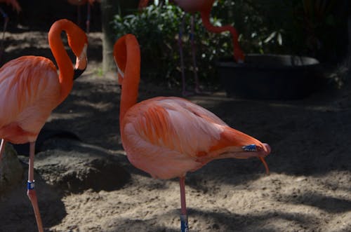 Ilmainen kuvapankkikuva tunnisteilla 4k, eläin, flamingo