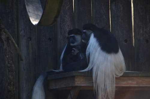 Ilmainen kuvapankkikuva tunnisteilla 4k, apinan poikanen, eläin