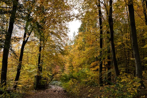 Gratis lagerfoto af dyb, grøn, grusvej