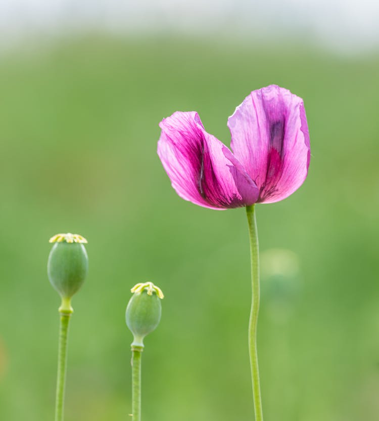 Purple Poppy Flower 