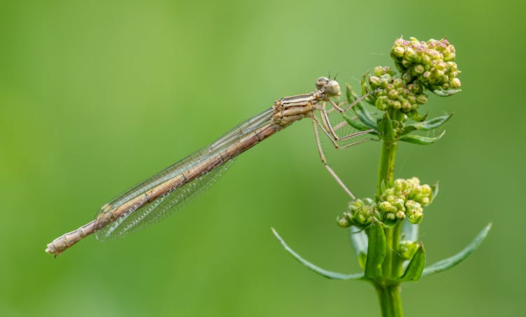 Dragonfly On Flower