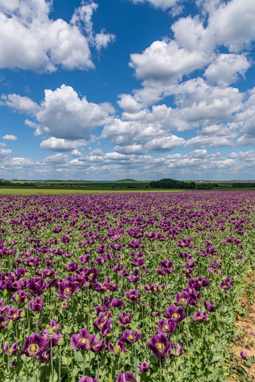 A Field of Purple Poppies 
