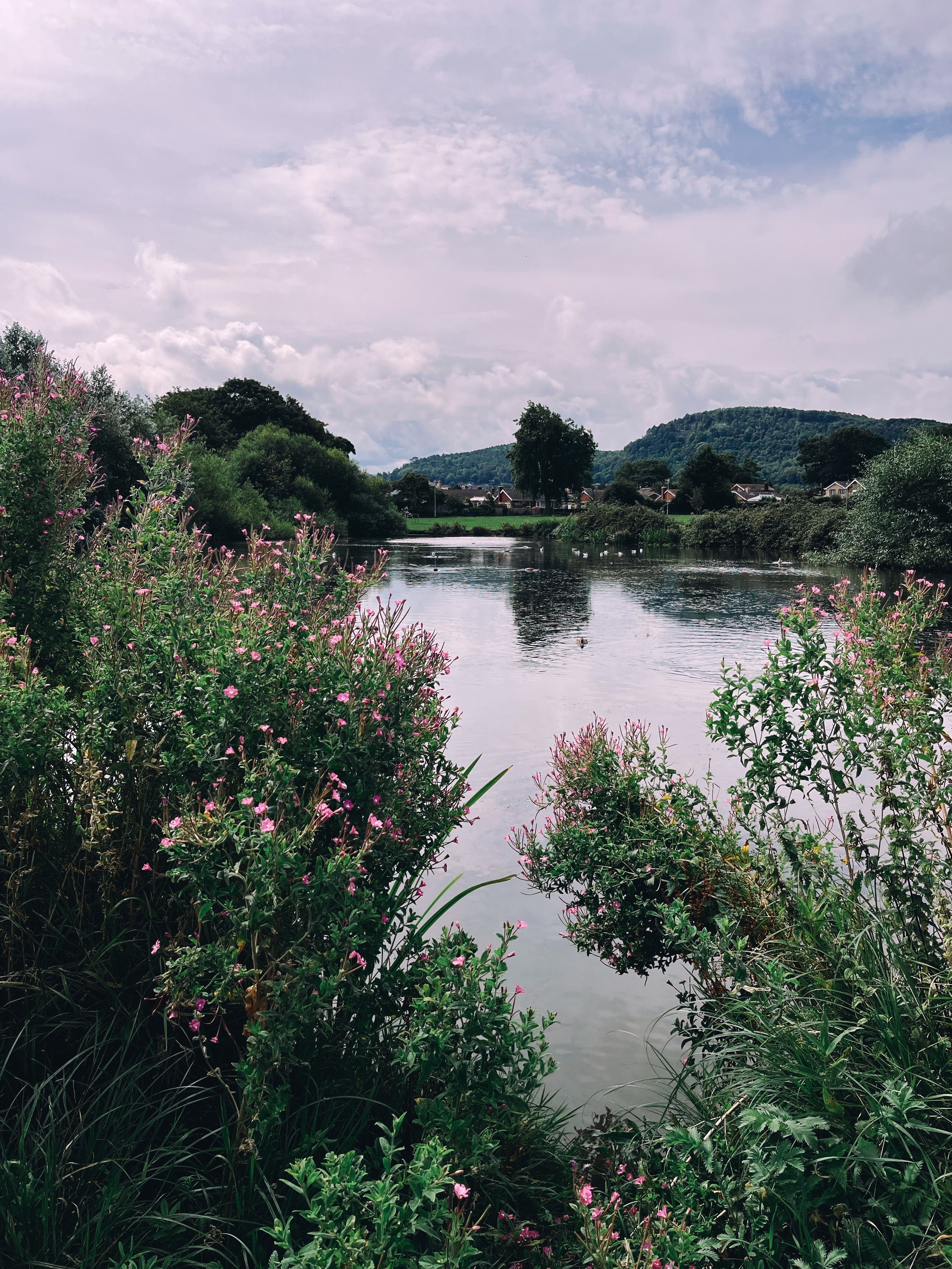 Bushes with Flowers around Lake in Countryside · Free Stock Photo