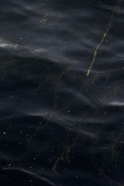 Free Dark water surface with reflections and seaweed in Saint Petersburg. Stock Photo