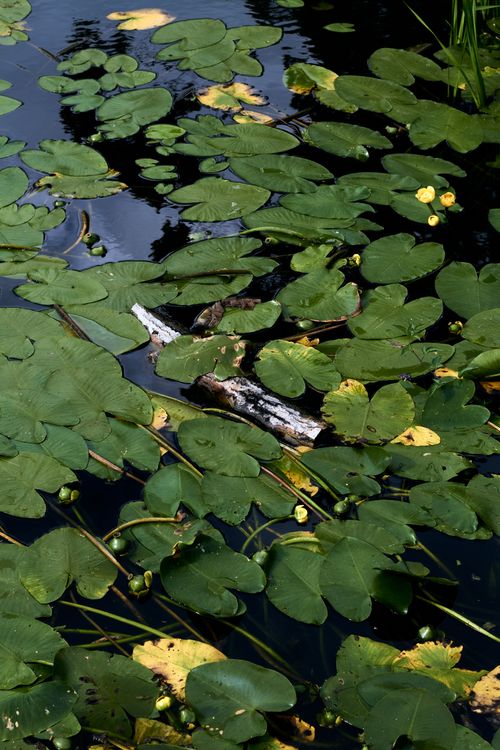 Free Captivating scene of green lily pads floating on a reflective water surface in a natural habitat. Stock Photo