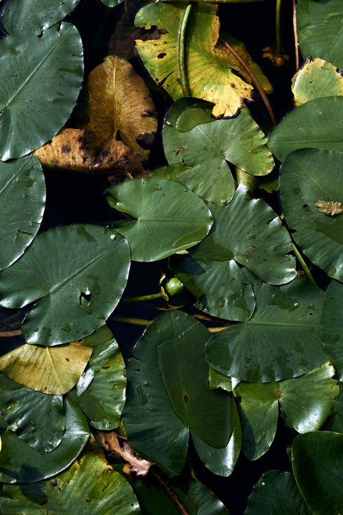 Free Vibrant lily pads float on reflective dark water in St. Petersburg, Russia, showcasing nature's serenity. Stock Photo