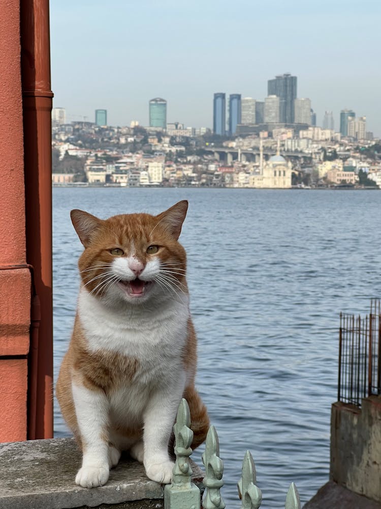 Cat Sitting On Stone Fence Post