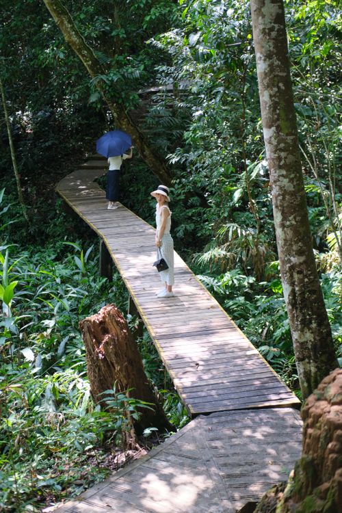 Free A serene walk on a wooden path winding through a dense, vibrant forest under dappled sunlight. Stock Photo