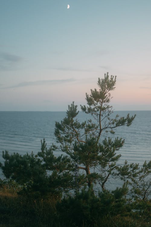 คลังภาพถ่ายฟรี ของ ต้นไม้, ตอนเย็น, ทะเล