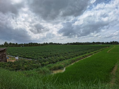 คลังภาพถ่ายฟรี ของ การเกษตร, ชนบท, ท้องฟ้ามืดครึ้ม