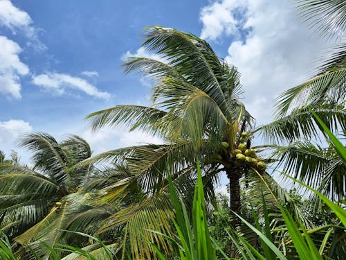 Foto stok gratis kelapa, pedesaan, pohon kelapa