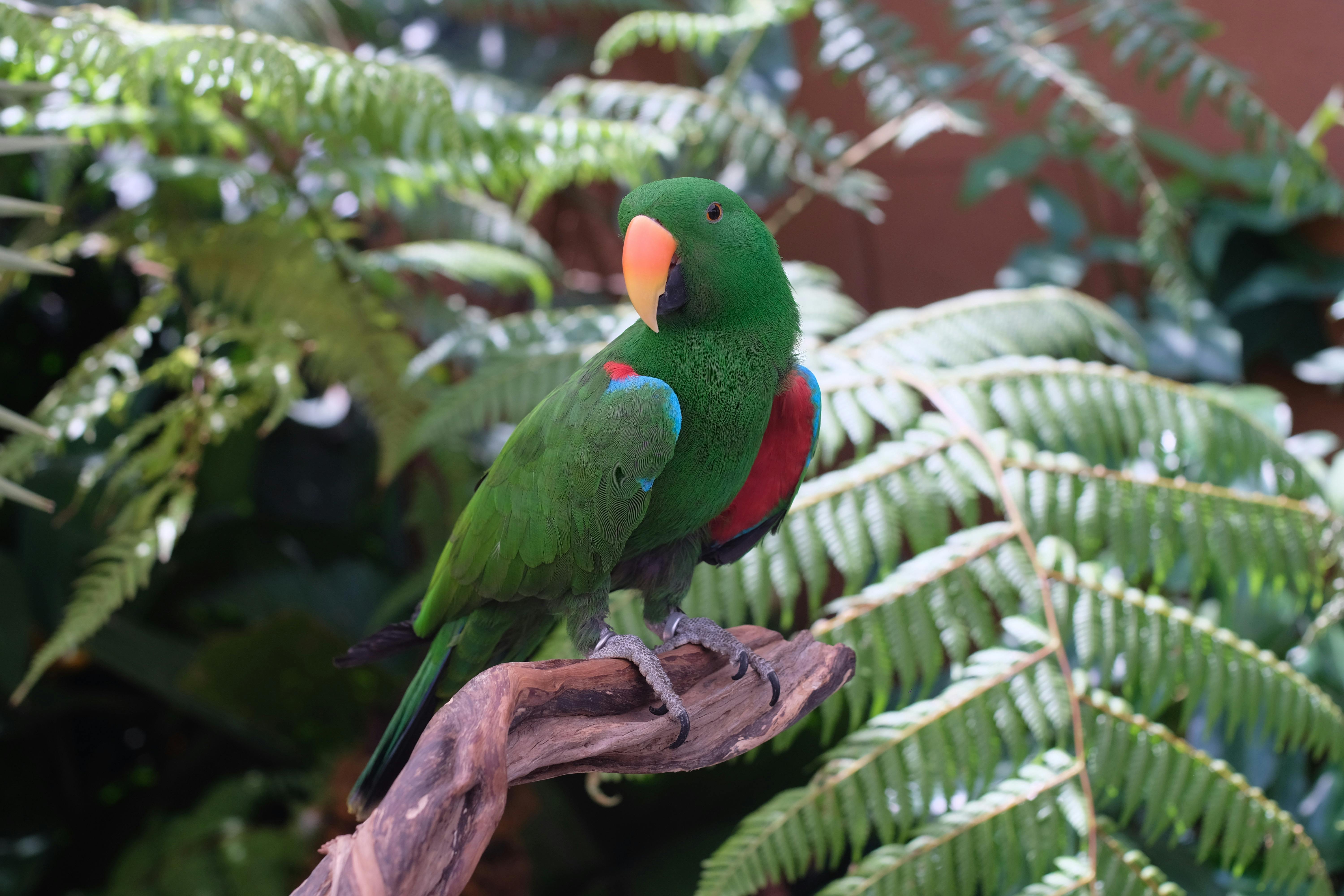 Selective Focus Photography of Yellow and Blue Macaw · Free Stock Photo